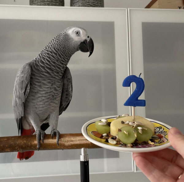African Grey Parrots for sale/Buy african grey parrot