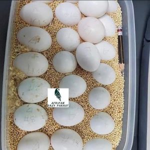 Cockatoo Parrots Eggs