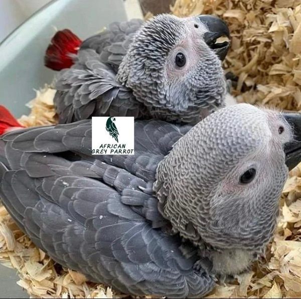 Baby african grey parrots for sale