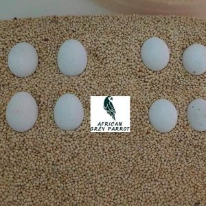 Hyacinth Macaw Parrot Eggs