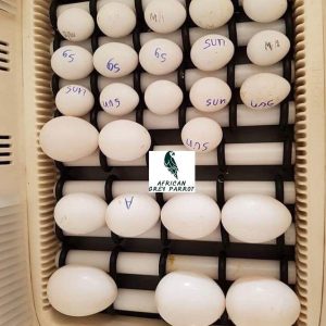 Fertile Parrot Eggs For Sale In Bulk