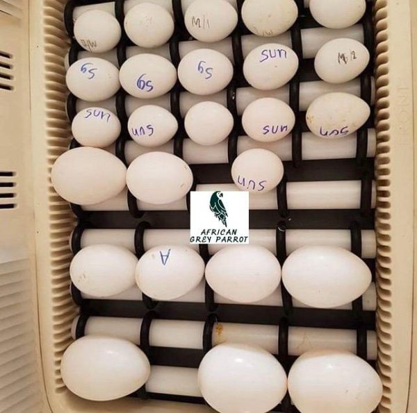 Fertile parrot eggs for sale