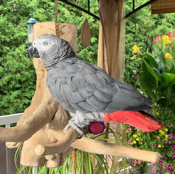 Congo african grey for sale