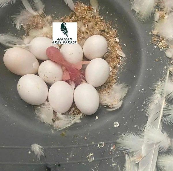 Blue and gold macaw eggs