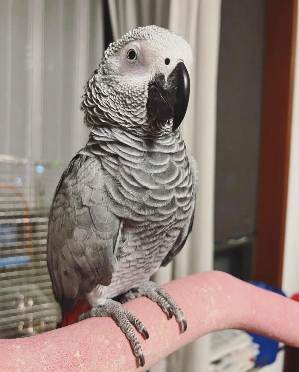 African grey for sale $500