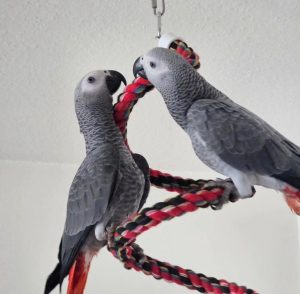 Read more about the article Where can I buy parrots online?