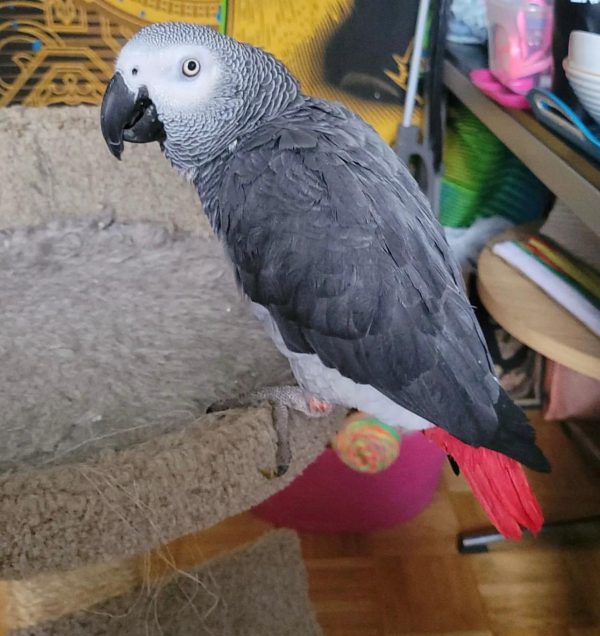 Red factor african Grey