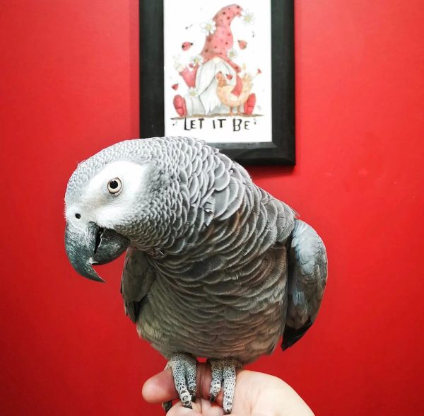 African grey for sale by owner