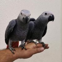 African grey parrot cost/African grey for sale Durban