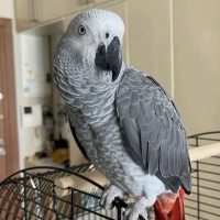 Talking African Gray Parrots for sale
