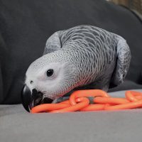 African Gray for sale/African Grey Parrots for sale