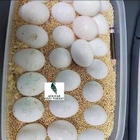 Cockatiel eggs