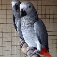 Timneh african grey for sale