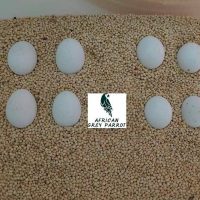 Macaw eggs for sale