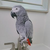 African grey bird for sale