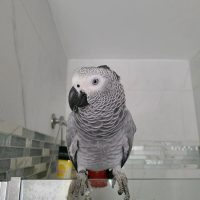 Cheap african grey parrots for sale near me